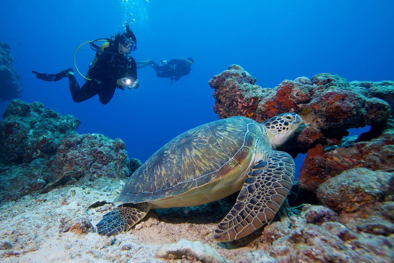 Scuba Diving in Maldives