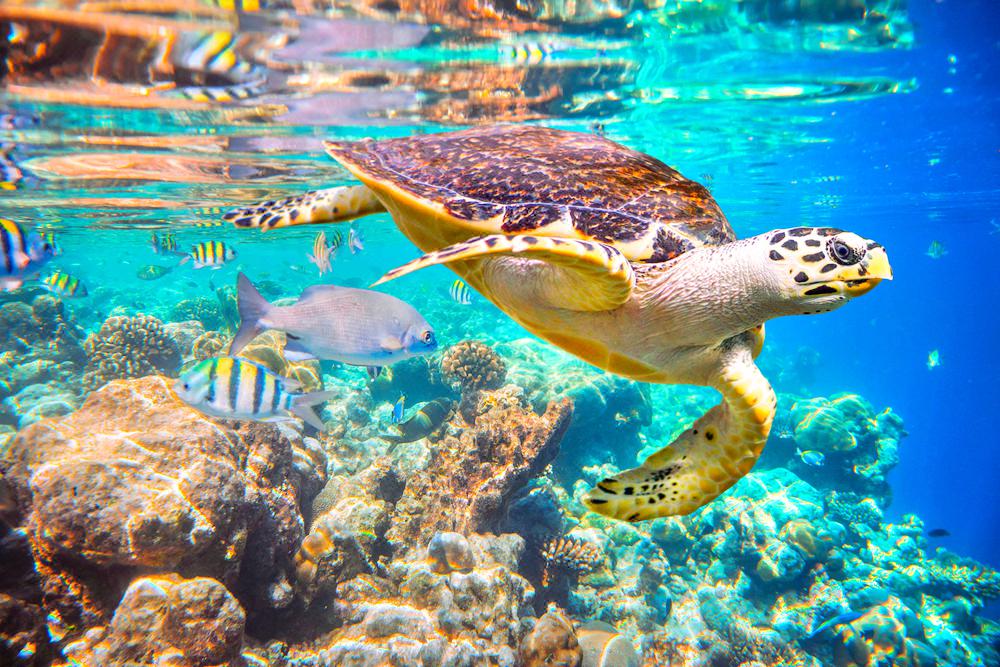 water sports in the Maldives