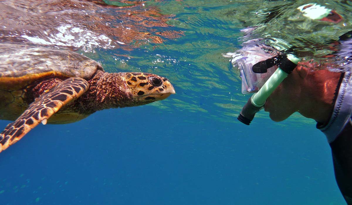 Layer-2SNORKELLING-WITH-TURTLES-IN-MALDIVES.jpg