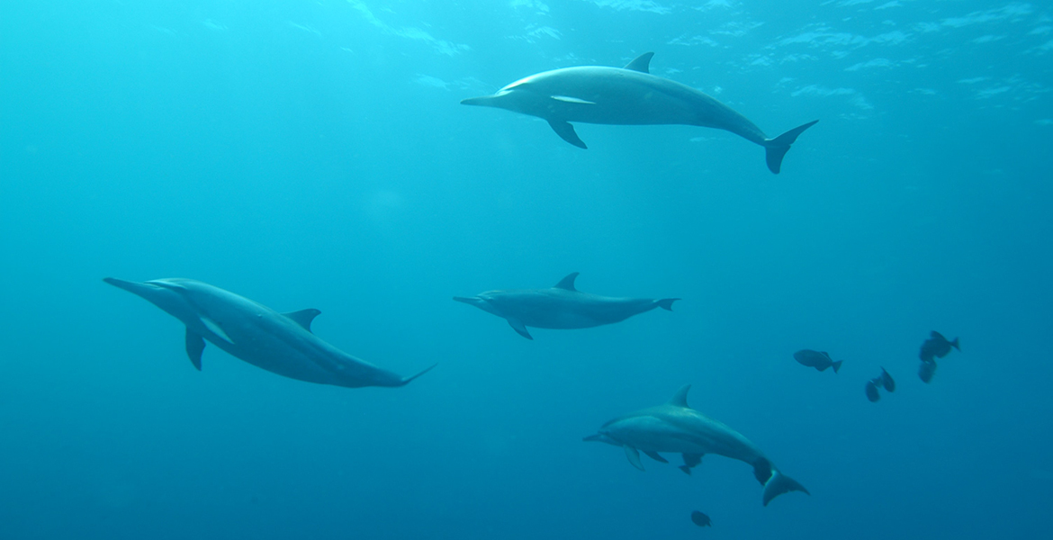 Dolphin Watching in Maldives